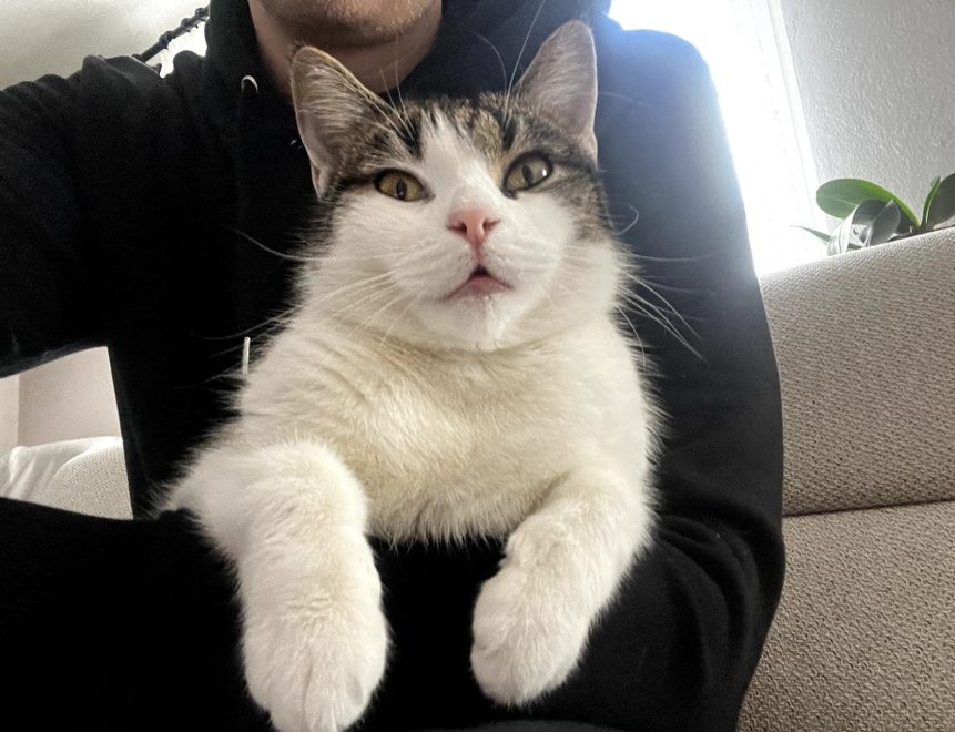 Původní fotka bílé kočky od zákazníka