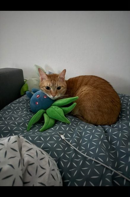 Původní fotka kočky a morčete od zákazníka, 1. z 2