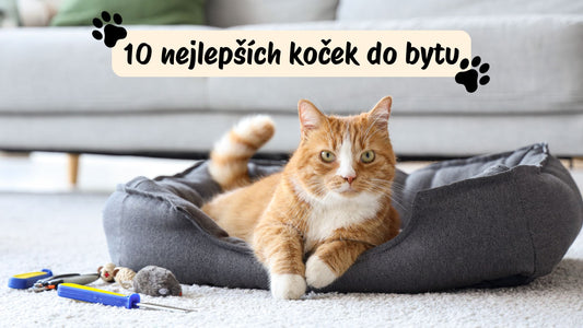 10 nejlepších koček do bytu: Hravé, mazlivé a nenáročné