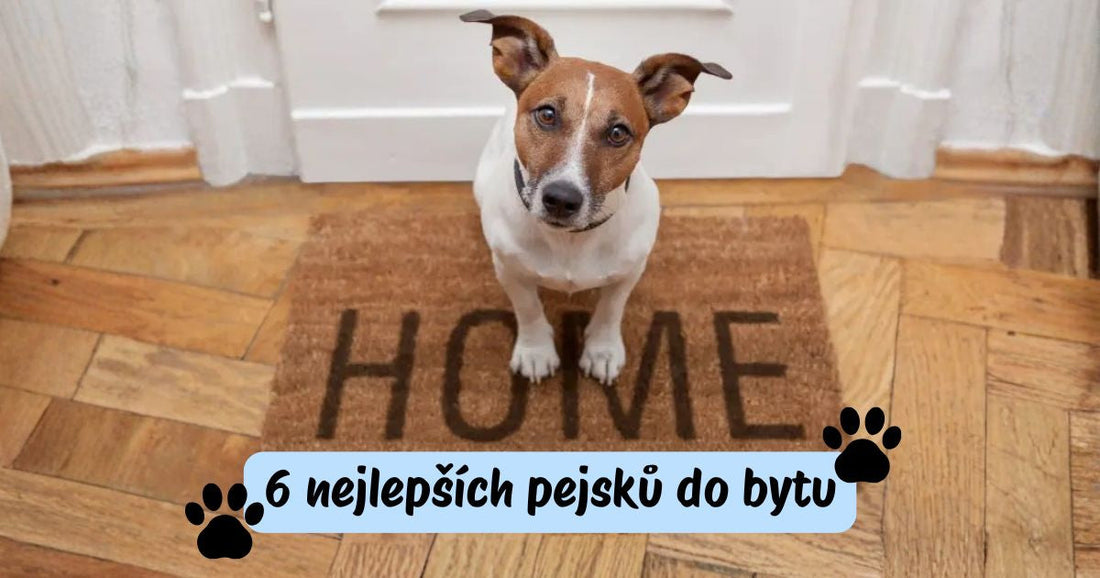 Nejlepší pejsci do bytu 🐶