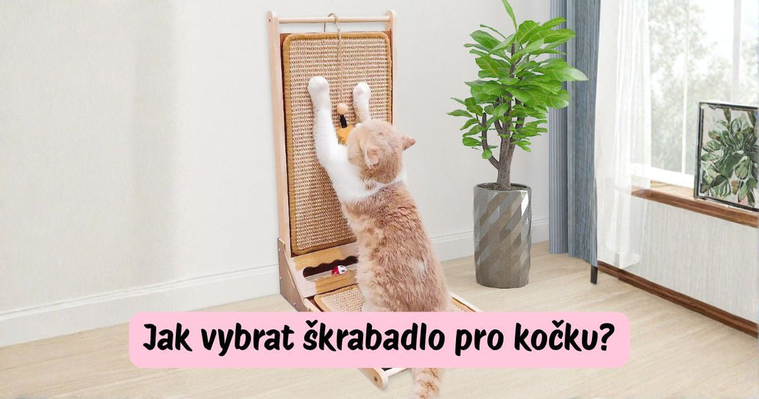 Jak vybrat škrabadlo pro kočku? 🐱