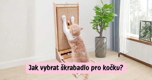 Jak vybrat škrabadlo pro kočku? 🐱